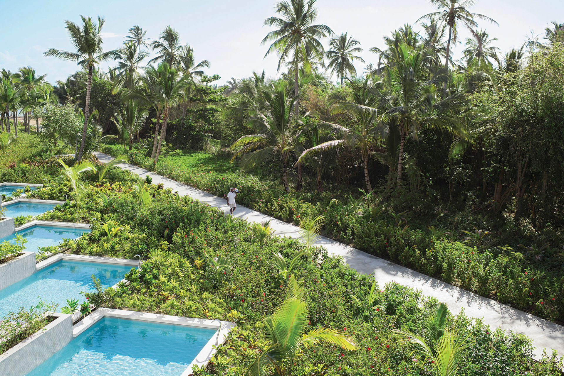 The Importance of Tropical Trees in The Caribbean And Why we Need Them